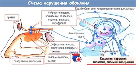 Заболевания, которые приводят к потере обоняния