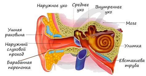 Заболевания и инфекции органа слуха