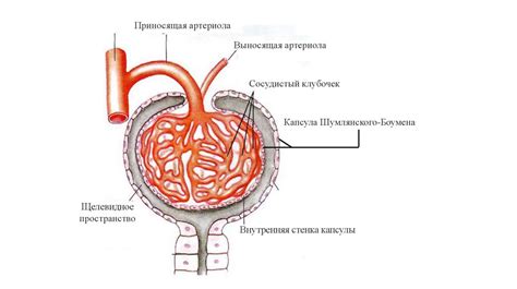 Заболевания мочевыводящих путей