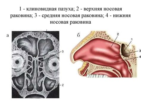 Заболевания носа