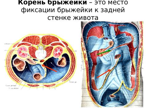 Забрюшинная полость: функции и определение