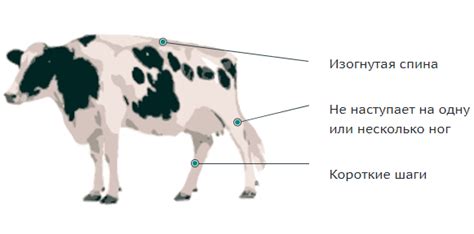 Загадочная семантика взора у скотины
