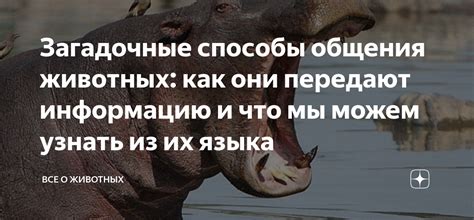 Загадочные послания ночных видений пернатых существ: что они передают?