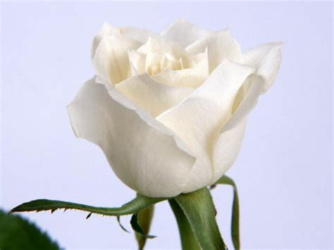 Заголовок 5: Дарение белых роз во сне: знак чистоты и нежности