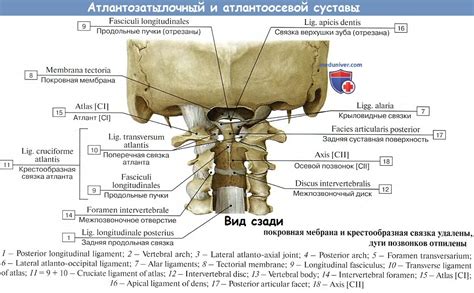 Задняя часть и связь с черепом