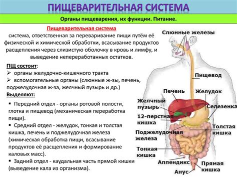 Закисленность организма: система пищеварения и причины