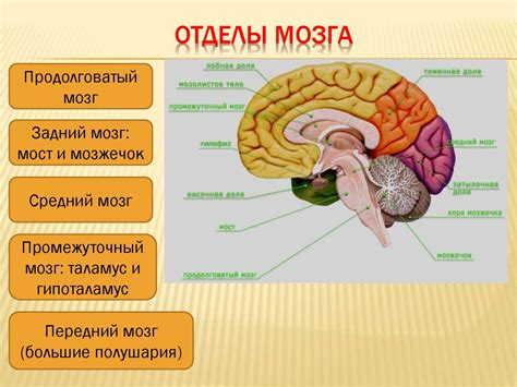 Закостенелый мозг: феномен и его проявление