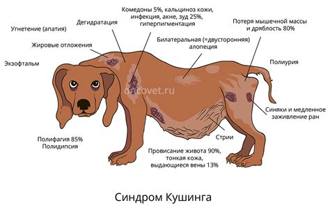 Запах у собак: значение и причины