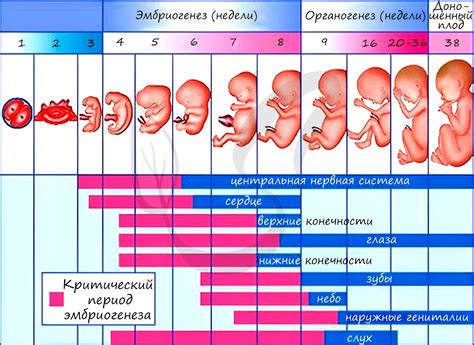 Зародыш и его сердцебиение: ключевые этапы развития