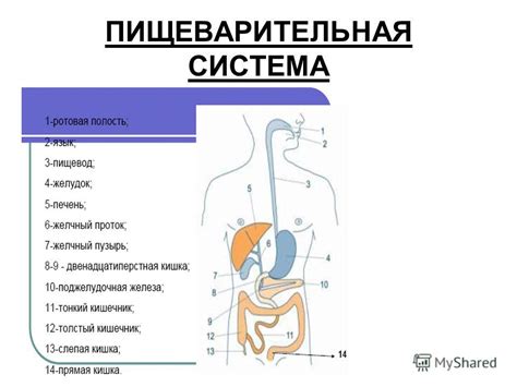 Затруднение прохождения пищи и нарушение всасывания питательных веществ