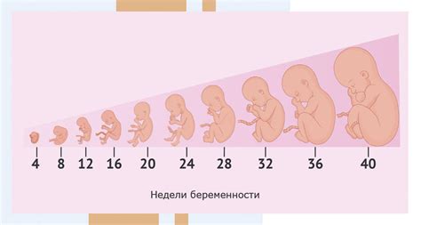 Зачатие и беременность в сновидениях: значение плода и семейного благополучия