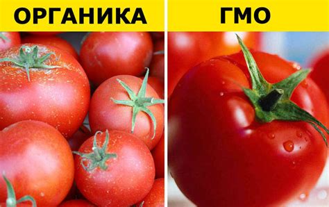 Зачем избегать продуктов, содержащих ГМО?