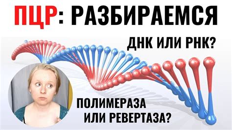 Зачем нужен анализ лейкоцитов ПЦР?