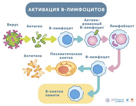 Зачем нужен высокий иммунитет?