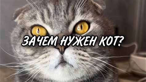 Зачем нужен тест кот?