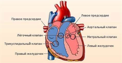 Зачем нужен трикуспидальный клапан?