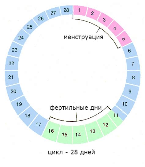 Зачем нужно знать о начале цикла у женщин