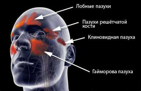 Зачем нужны пневматизированные пазухи околоносовые: важность для здоровья