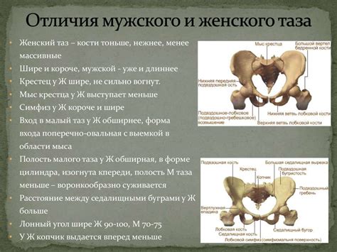 Зачем человеку тяжелая кость: основные функции