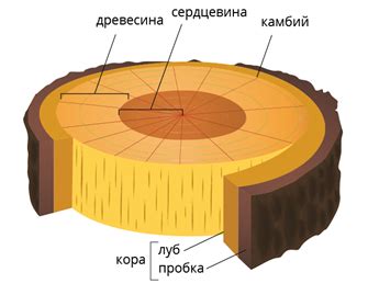 Защита и поддержка: функции ребристого стебля