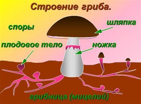 Защита и сохранение человека гриба