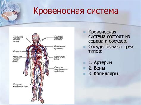 Защита кровеносной системы