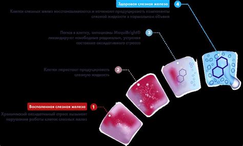 Защита метаболизма хрусталика от оксидативного стресса