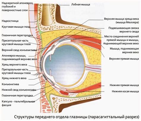 Защитная функция полуоткрытых глаз