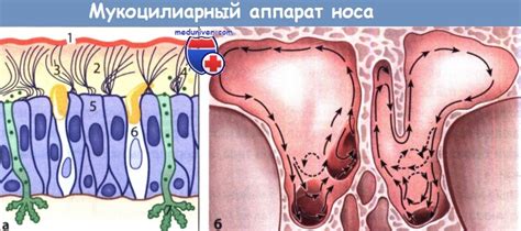 Защитная функция слизистой