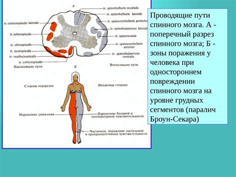 Защитные рефлексы