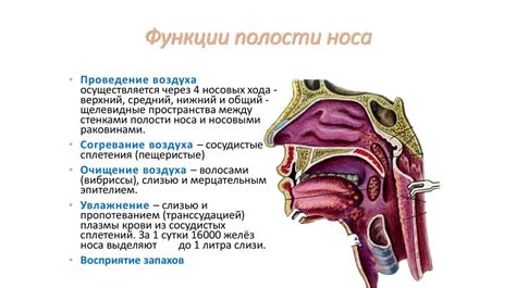 Защитные функции лисьего носа