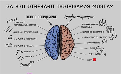 За что отвечает пружинная часть вилки