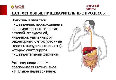 Здоровые пищеварительные процессы