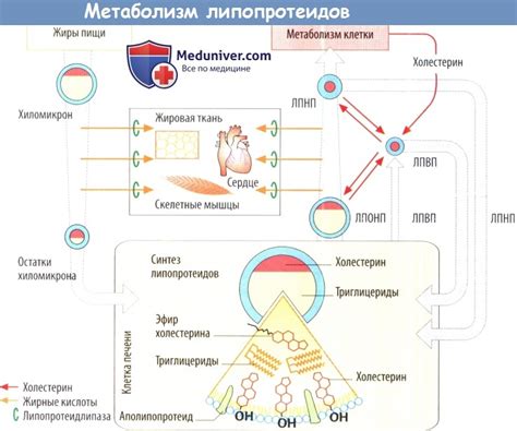 Здоровье женщин при повышенном уровне липопротеидов низкой плотности