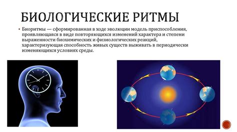 Здоровье и биологический ритм