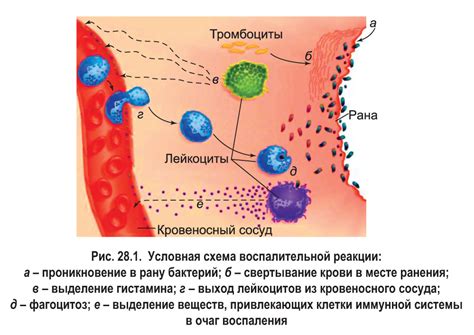 Зевака: определение и роль