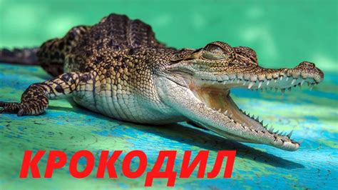 Зеленая кожа крокодила во сне: толкование символа согласно сновидению