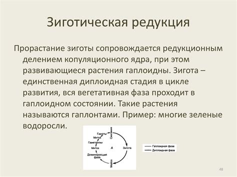 Зиготическая редукция: сущность и значение