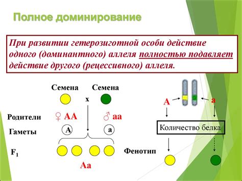 Значение аллельных признаков в генетике