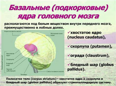 Значение базальных ядер в нейробиологии