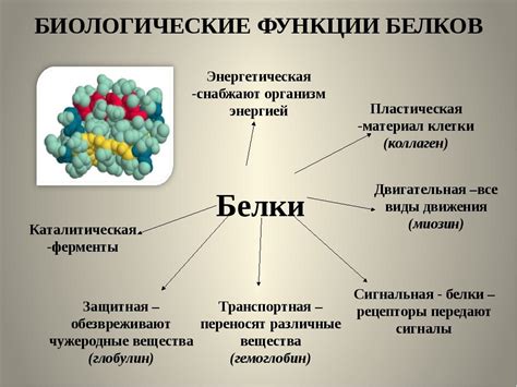 Значение белка в организме человека