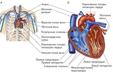 Значение беспечного сердца в жизни человека