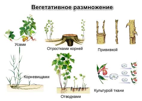 Значение вегетативного корня в растении