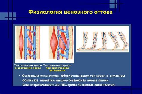 Значение венозного оттока для организма