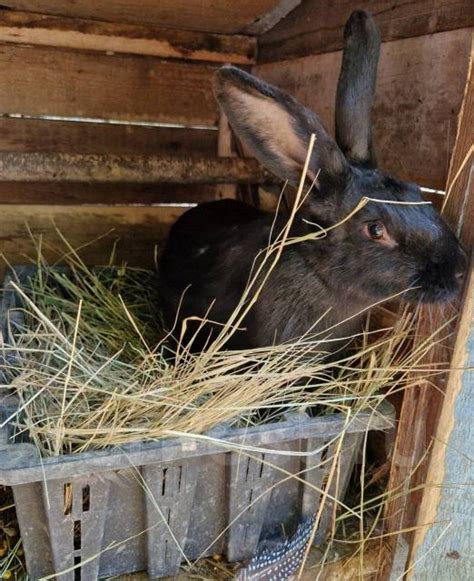 Значение видения: значимость темной кролицы во сне