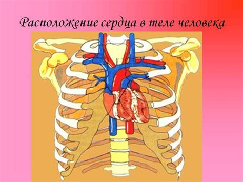 Значение вращения сердца для кровообращения