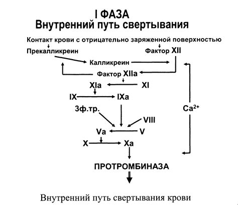 Значение времени свертывания крови