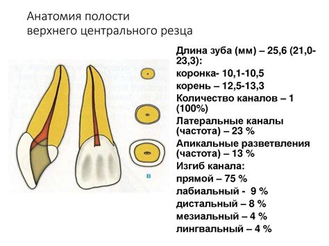 Значение выращивания зуба