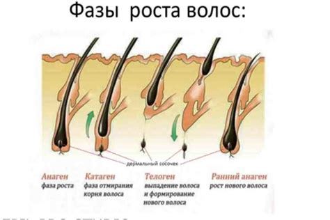 Значение выросших фолликулов волос: понимание и последствия