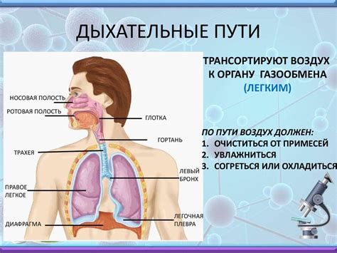 Значение в верхних дыхательных путях